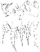 Espce Temorites brevis - Planche 5 de figures morphologiques