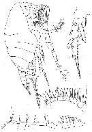 Species Temorites brevis - Plate 6 of morphological figures