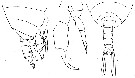 Espce Temorites brevis - Planche 7 de figures morphologiques