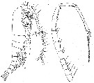 Espce Metridia gerlachei - Planche 4 de figures morphologiques