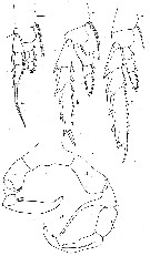 Espce Metridia gerlachei - Planche 5 de figures morphologiques