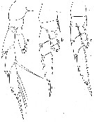 Espce Lucicutia ovalis - Planche 8 de figures morphologiques