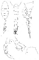 Espce Lucicutia macrocera - Planche 8 de figures morphologiques