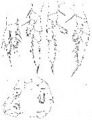 Espce Haloptilus oxycephalus - Planche 9 de figures morphologiques