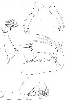 Espce Candacia maxima - Planche 4 de figures morphologiques