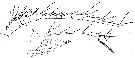 Espce Candacia maxima - Planche 7 de figures morphologiques