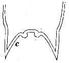 Espce Aetideus giesbrechti - Planche 10 de figures morphologiques