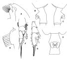 Espce Paraeuchaeta eminens - Planche 1 de figures morphologiques