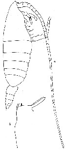 Espce Bathycalanus bradyi - Planche 4 de figures morphologiques