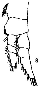 Espce Bathycalanus richardi - Planche 6 de figures morphologiques