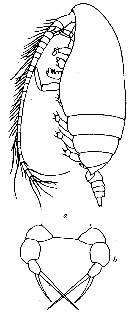 Species Farrania frigida - Plate 4 of morphological figures