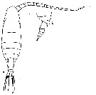 Espce Spinocalanus magnus - Planche 10 de figures morphologiques