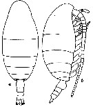 Espce Spinocalanus antarcticus - Planche 6 de figures morphologiques