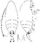 Species Aetideus armatus - Plate 7 of morphological figures
