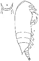 Espce Aetideus giesbrechti - Planche 11 de figures morphologiques