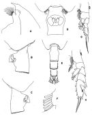 Espce Paraeuchaeta comosa - Planche 2 de figures morphologiques