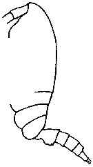 Espce Spinocalanus horridus - Planche 7 de figures morphologiques
