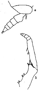 Espce Gaetanus tenuispinus - Planche 15 de figures morphologiques