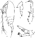 Espce Gaetanus brevispinus - Planche 19 de figures morphologiques
