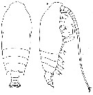 Espce Gaetanus robustus - Planche 5 de figures morphologiques