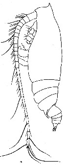 Espce Gaetanus antarcticus - Planche 8 de figures morphologiques