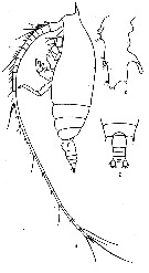 Espce Gaetanus pileatus - Planche 14 de figures morphologiques