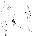 Espce Gaetanus pileatus - Planche 15 de figures morphologiques