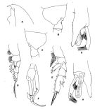 Espce Paraeuchaeta comosa - Planche 3 de figures morphologiques
