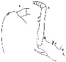 Espce Gaetanus brevicornis - Planche 7 de figures morphologiques