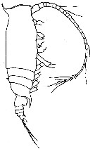 Espce Gaetanus latifrons - Planche 7 de figures morphologiques