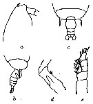 Espce Gaetanus minor - Planche 11 de figures morphologiques