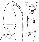 Espce Euchirella similis - Planche 5 de figures morphologiques