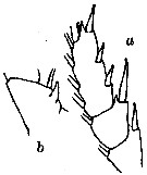 Espce Euchirella maxima - Planche 9 de figures morphologiques
