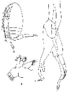 Espce Scaphocalanus brevicornis - Planche 3 de figures morphologiques