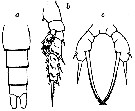 Espce Scaphocalanus subbrevicornis - Planche 4 de figures morphologiques