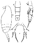 Espce Scaphocalanus farrani - Planche 11 de figures morphologiques