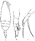 Espce Scaphocalanus affinis - Planche 7 de figures morphologiques