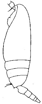 Espce Amallophora elegans - Planche 1 de figures morphologiques