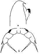Espce Lophothrix simplex - Planche 1 de figures morphologiques