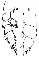 Espce Talacalanus greeni - Planche 6 de figures morphologiques