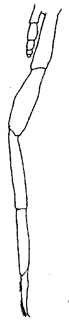 Espce Cornucalanus chelifer - Planche 9 de figures morphologiques