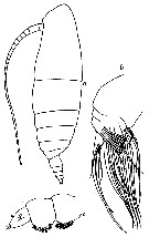 Espce Cephalophanes frigidus - Planche 4 de figures morphologiques
