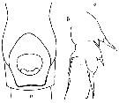Espce Paraeuchaeta gracilis - Planche 3 de figures morphologiques