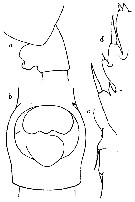 Espce Paraeuchaeta exigua - Planche 6 de figures morphologiques