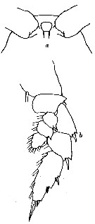 Espce Hemirhabdus grimaldii - Planche 10 de figures morphologiques