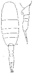 Species Lucicutia grandis - Plate 8 of morphological figures