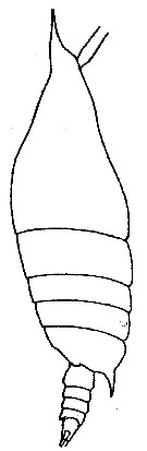 Espce Arietellus armatus - Planche 1 de figures morphologiques
