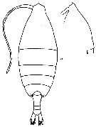 Espce Arietellus simplex - Planche 10 de figures morphologiques