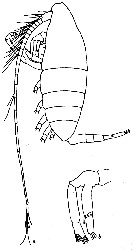 Espce Augaptilus cornutus - Planche 2 de figures morphologiques