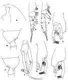 Espce Paraeuchaeta eltaninae - Planche 3 de figures morphologiques